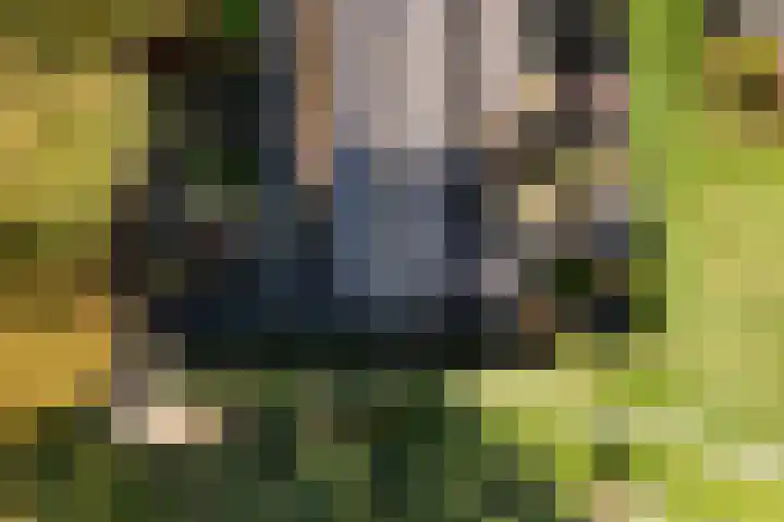 Felixwei 43 Stiens thumbnail 44