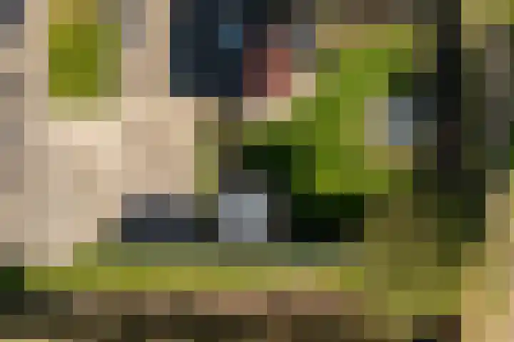Fellingen 2 Holwert thumbnail 10