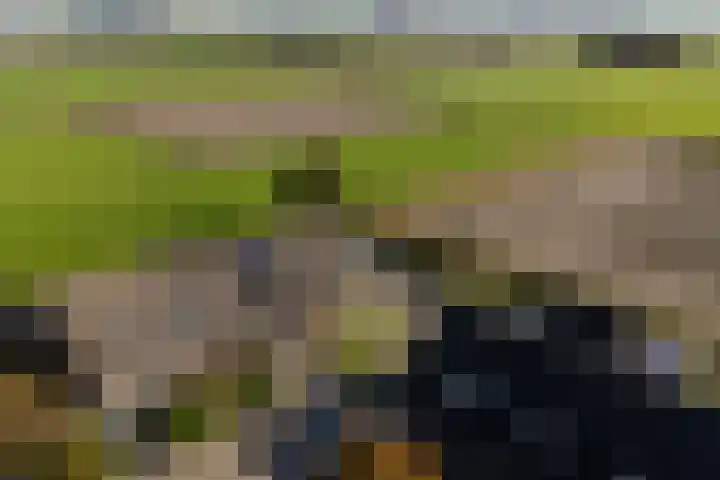 Fellingen 2 Holwert thumbnail 11