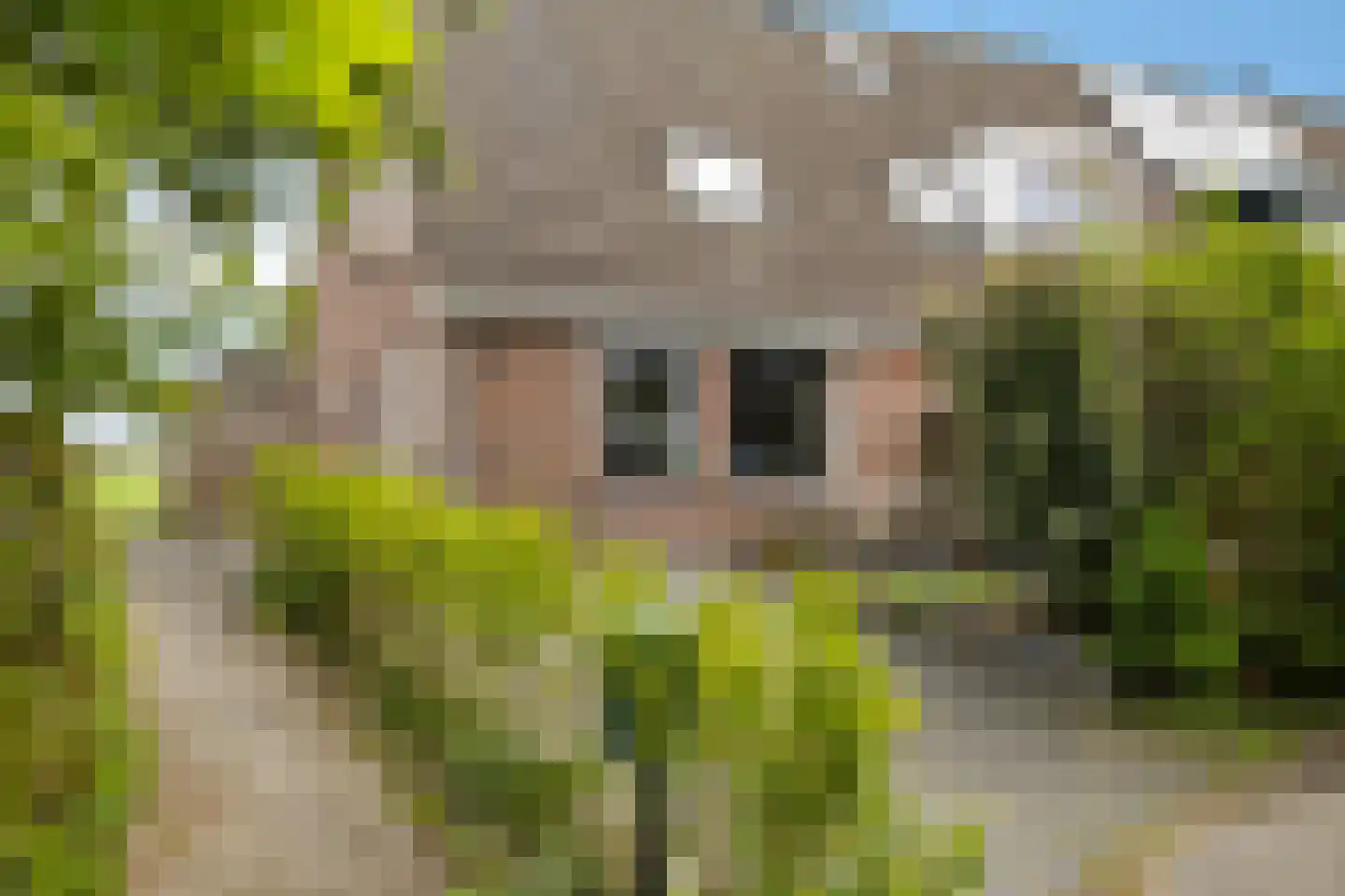 Fellingen 8 Holwert thumbnail 6