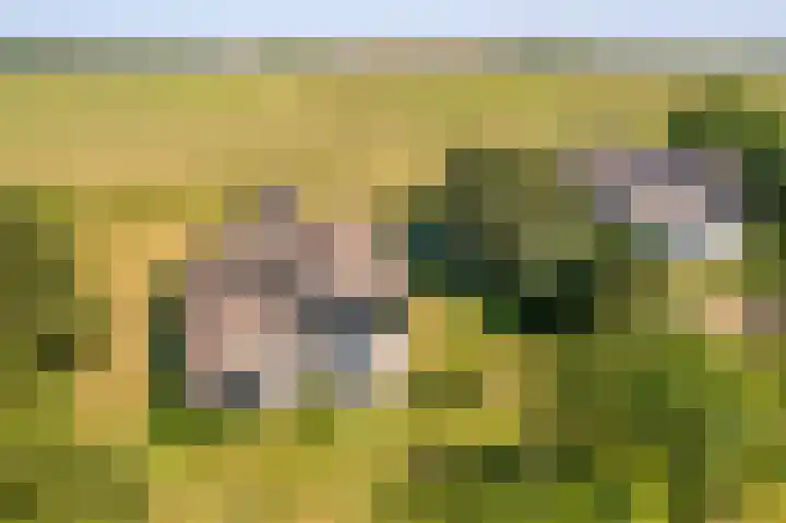 Fenneweg 3 Hollum thumbnail 6