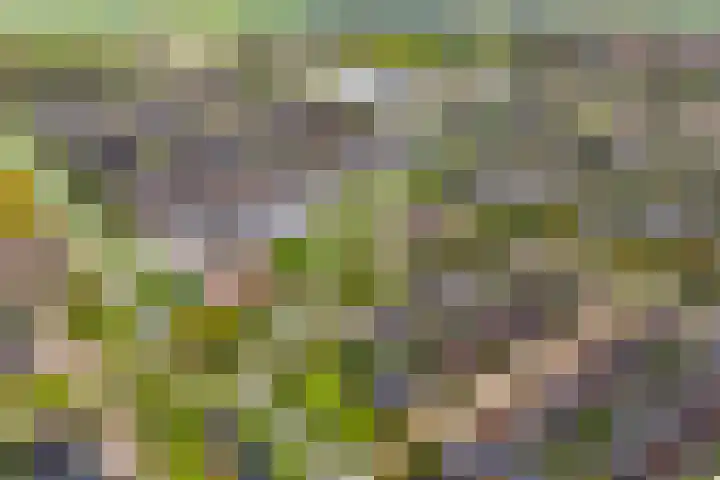 Fernhoutwerf 17 Dedemsvaart thumbnail 54