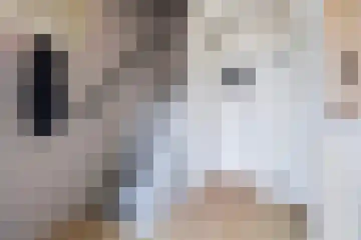 Feytsmastrjitte 7 Ferwert thumbnail 5
