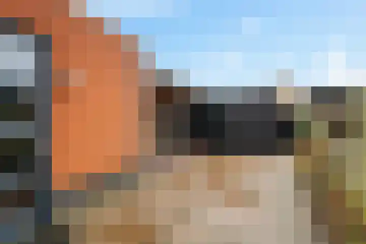 Fibula 4 Dokkum thumbnail 27