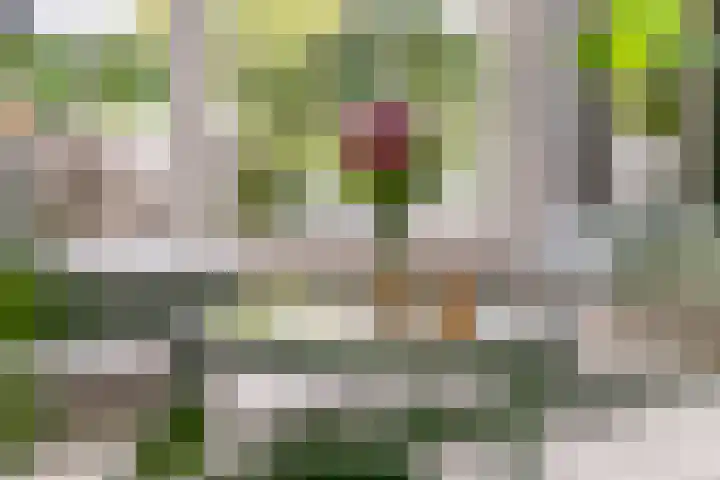 Fibula 6 Zoelen thumbnail 10