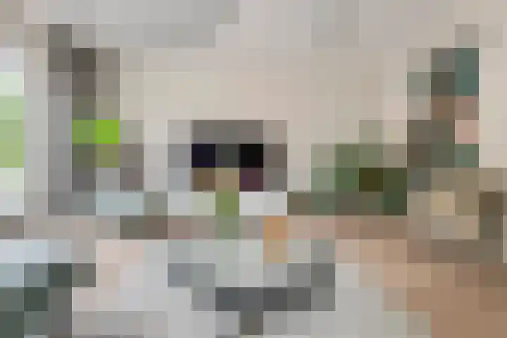 Fibula 6 Zoelen thumbnail 11
