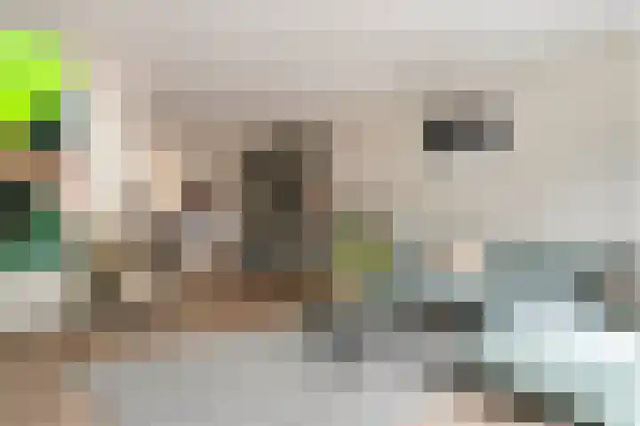 Fibula 6 Zoelen thumbnail 14