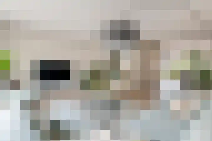 Fibula 6 Zoelen thumbnail 16