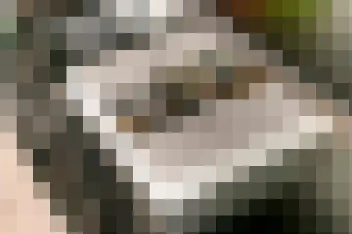 Fibula 6 Zoelen thumbnail 17