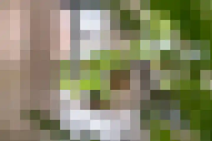 Fibula 6 Zoelen thumbnail 20