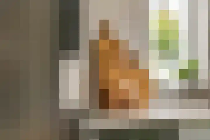 Fibula 6 Zoelen thumbnail 31