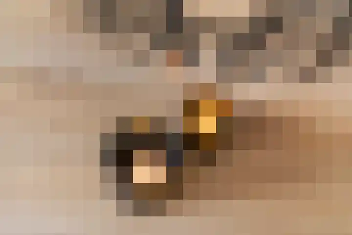 Fibula 6 Zoelen thumbnail 35