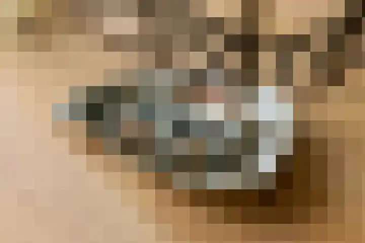 Fibula 6 Zoelen thumbnail 37