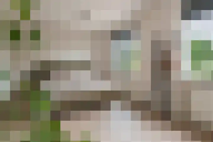 Fibula 6 Zoelen thumbnail 39