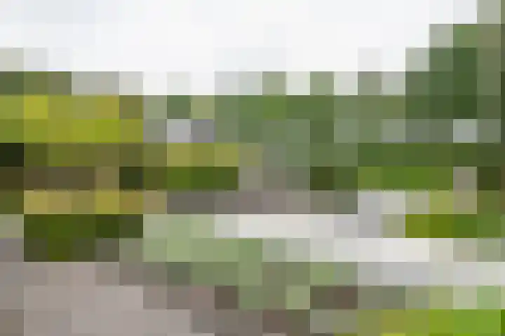 Fibula 6 Zoelen thumbnail 61