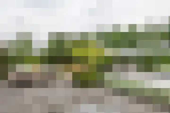 Fibula 6 Zoelen thumbnail 64