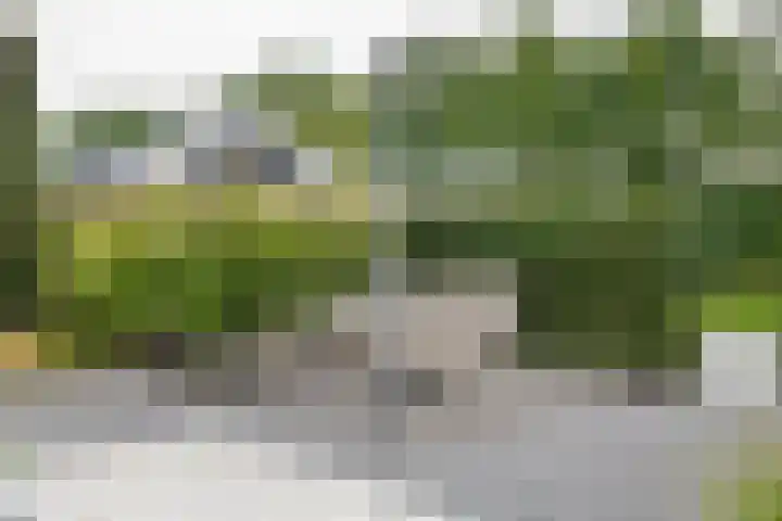 Fibula 6 Zoelen thumbnail 67