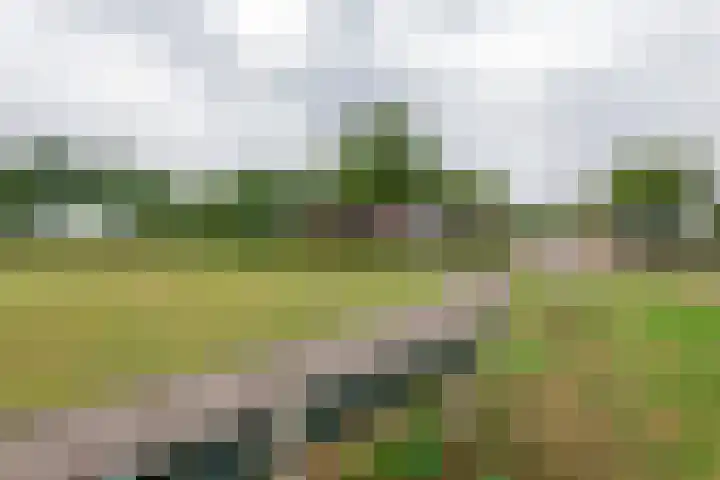 Fibula 6 Zoelen thumbnail 73