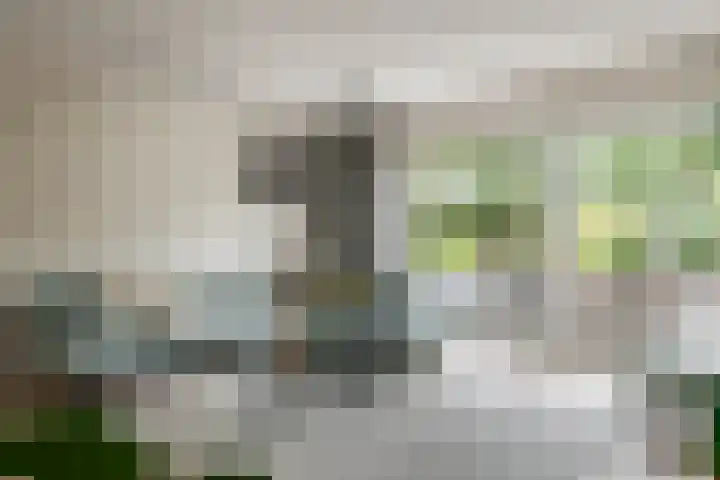 Fibula 6 Zoelen thumbnail 8