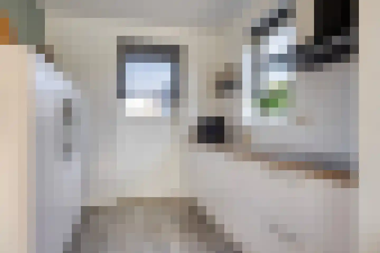 Fibula 63 Borger thumbnail 24