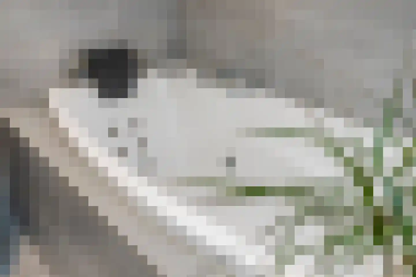 Fie Carelsenlaan 10 Den Haag thumbnail 19