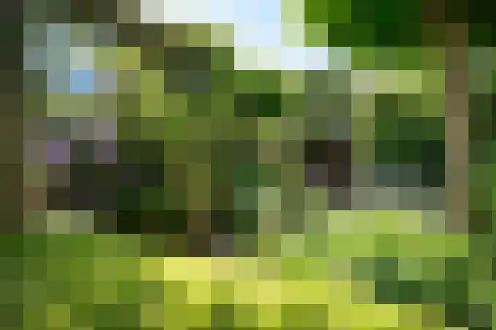 Fie Carelsenlaan 19 Den Haag thumbnail 17