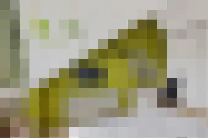 Fie Carelsenlaan 19 Den Haag thumbnail 38