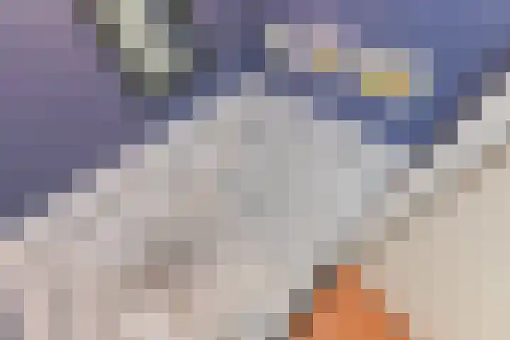 Fie Carelsenlaan 39 Den Haag thumbnail 8