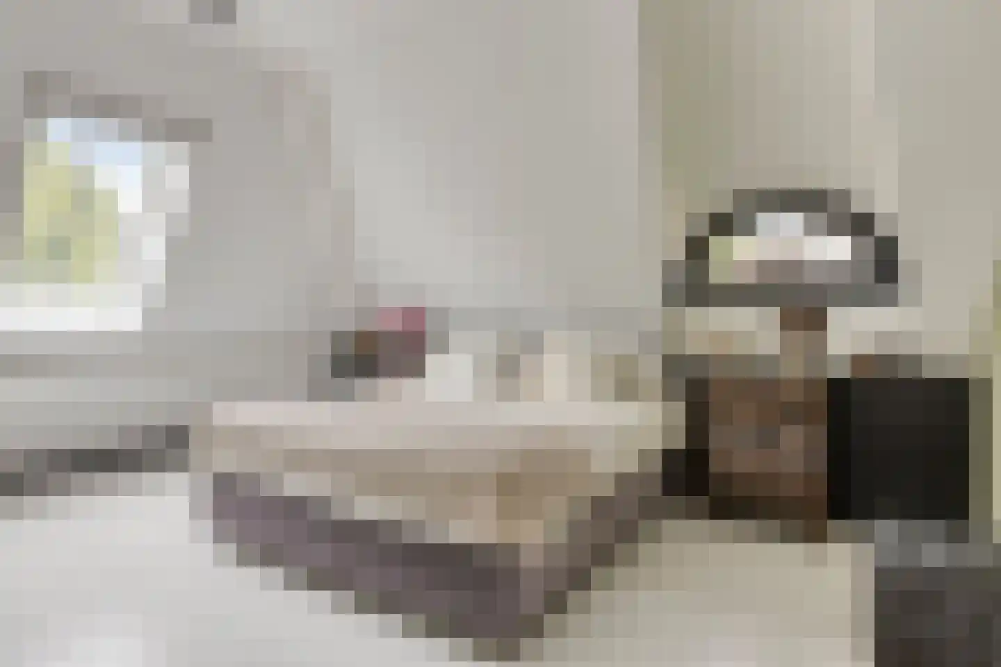 Fielepien 11 Gemert thumbnail 4