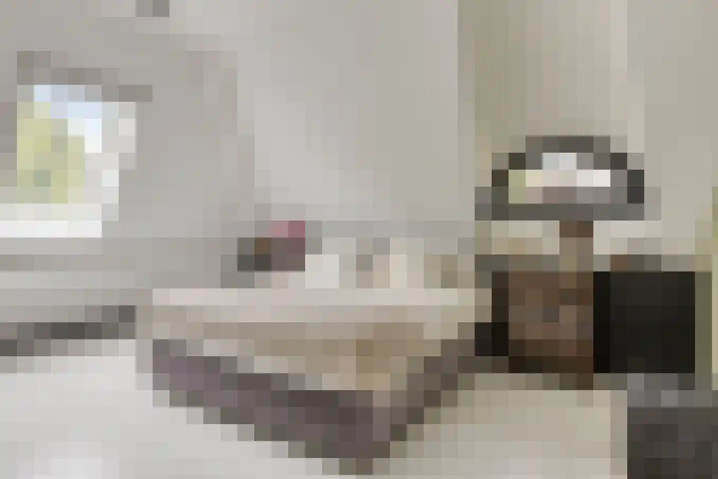 Fielepien 11 Gemert thumbnail 43