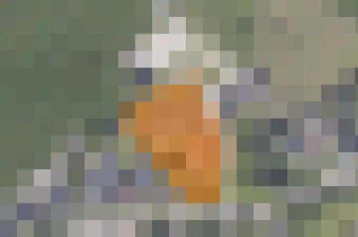 Fiifgeawei 21 Offingawier thumbnail 21