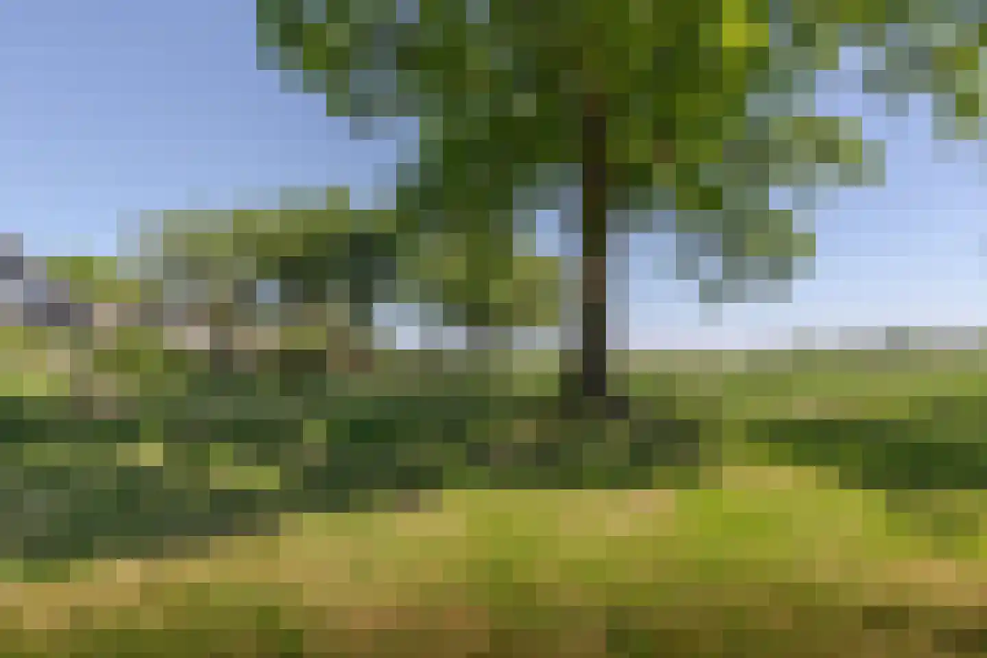 Fiifgeawei 8 Offingawier thumbnail 24