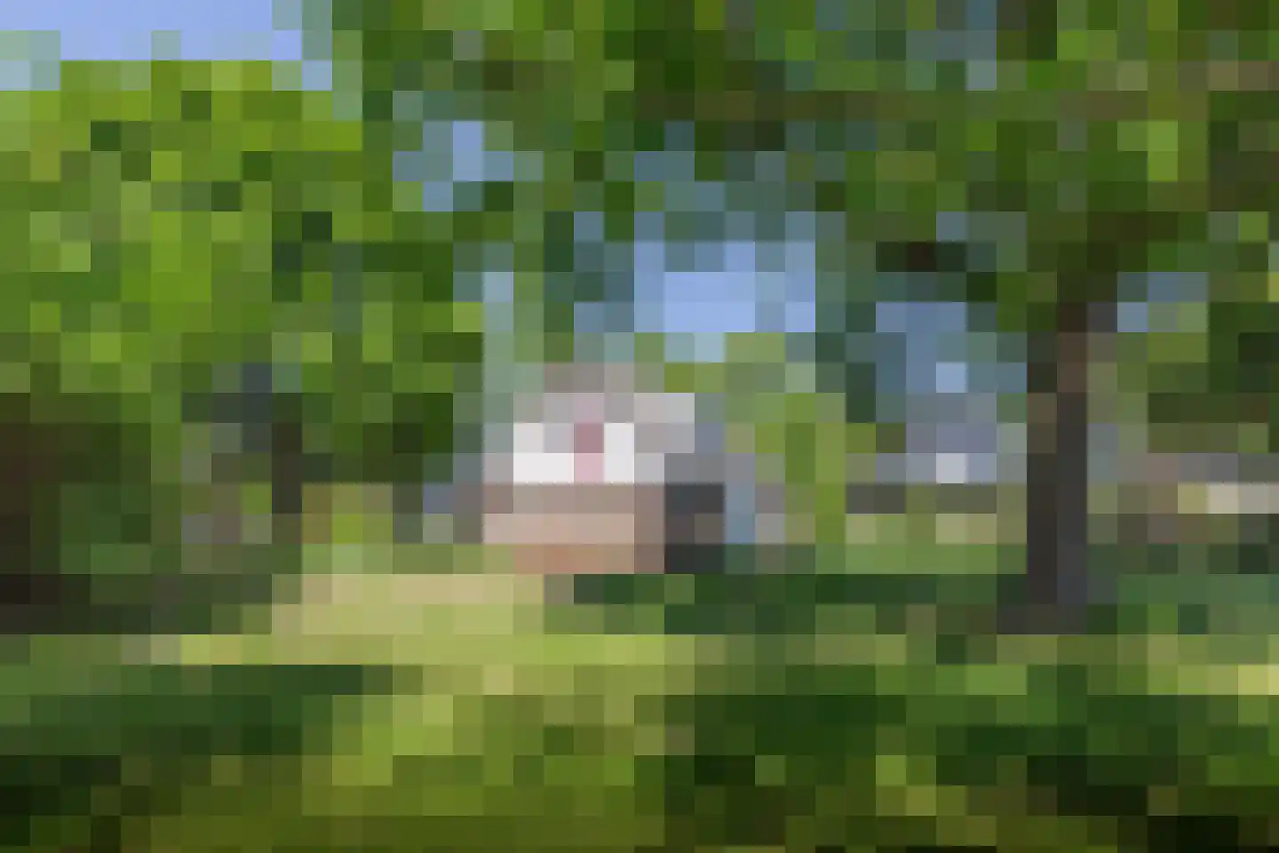Fiifgeawei 8 Offingawier thumbnail 27