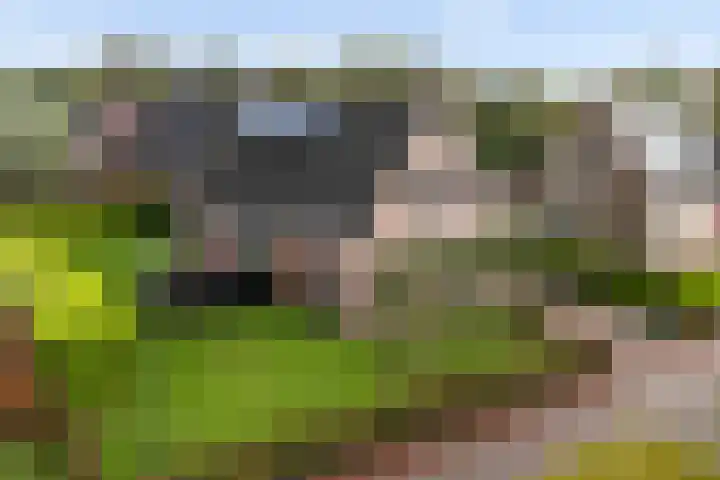 Fiifhoeke 5 Nijega foto 3