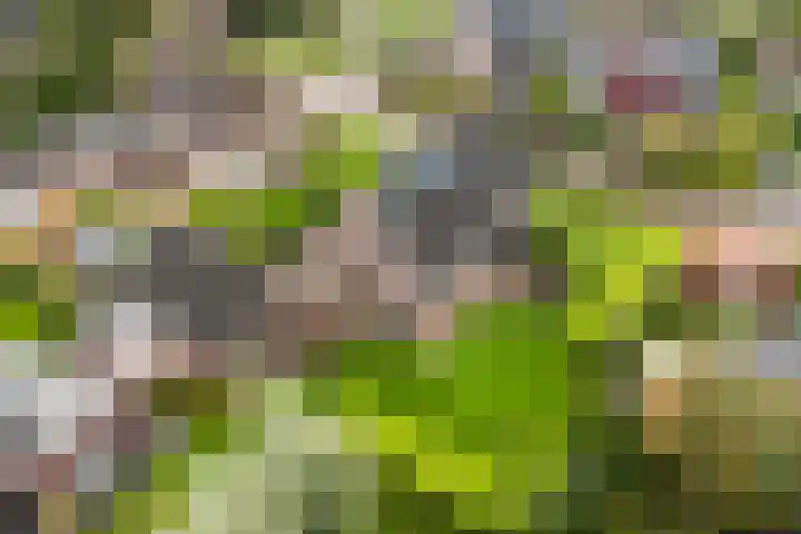 Fiifhoeke 5 Nijega thumbnail 7