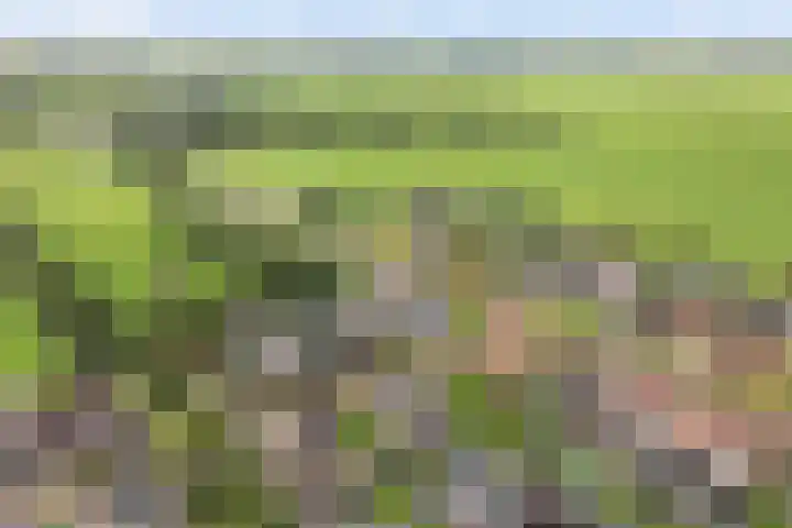 Fiifhoeke 5 Nijega thumbnail 8