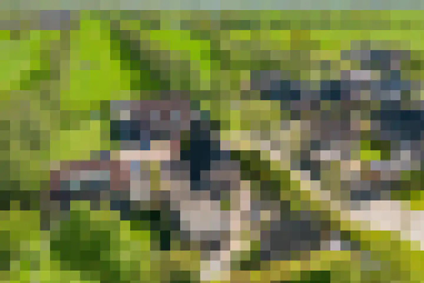 Fiifhoeke 9 Nijega thumbnail 7