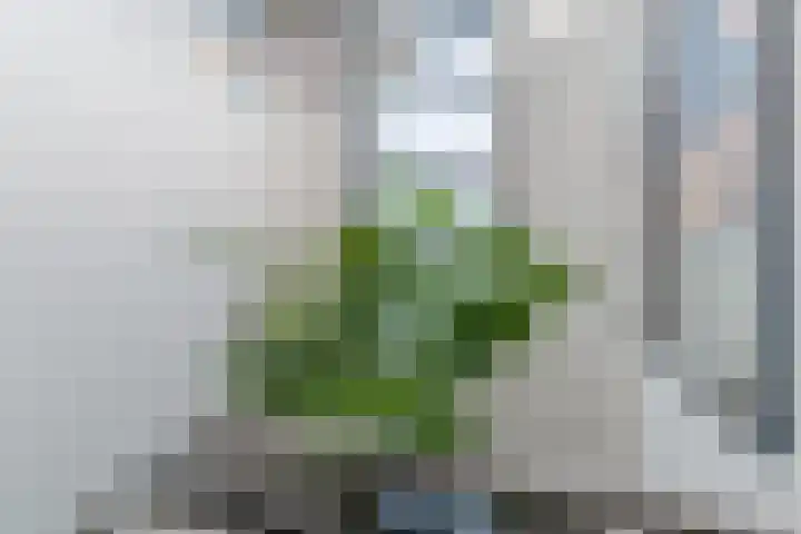 Fili 4 Geldrop thumbnail 42