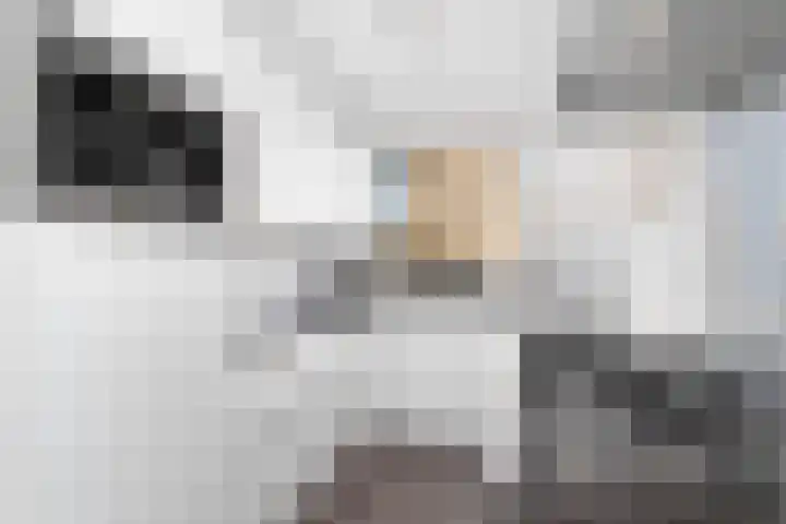 Filipijnen 79 Utrecht thumbnail 8