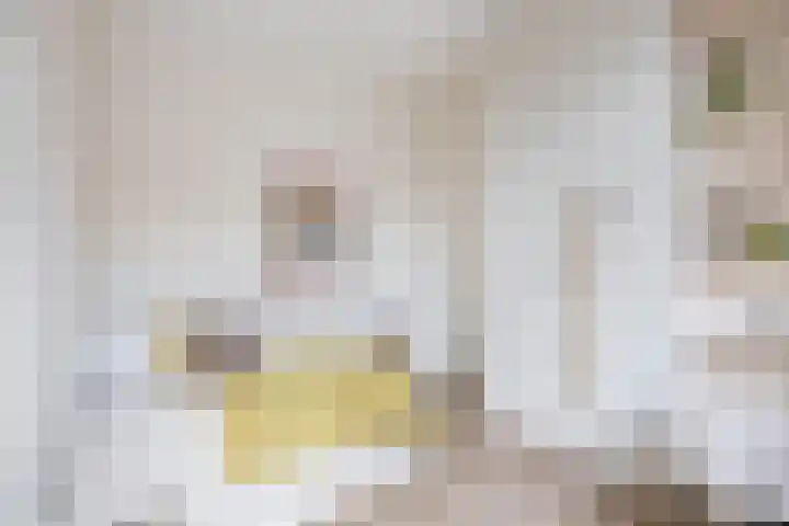 Filips van Bourgondiëstraat 6 Schiedam thumbnail 20