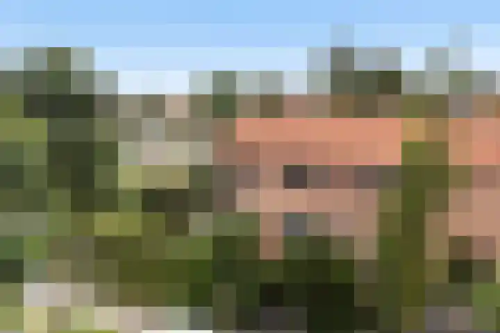Finne 40 Hallum thumbnail 42