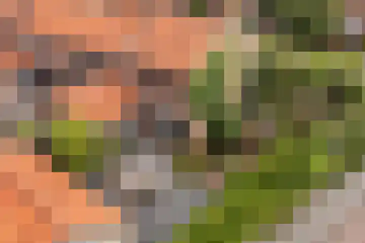 Finne 40 Hallum thumbnail 43