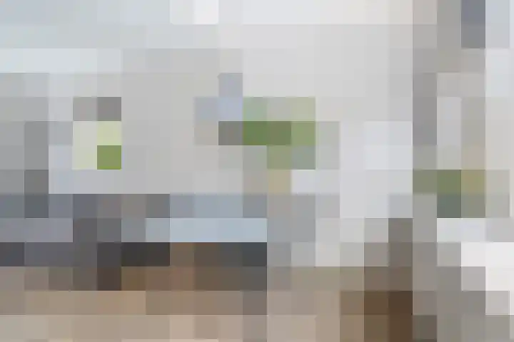 Finne 40 Hallum thumbnail 8