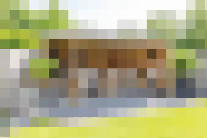Finne 48 Britsum thumbnail 36