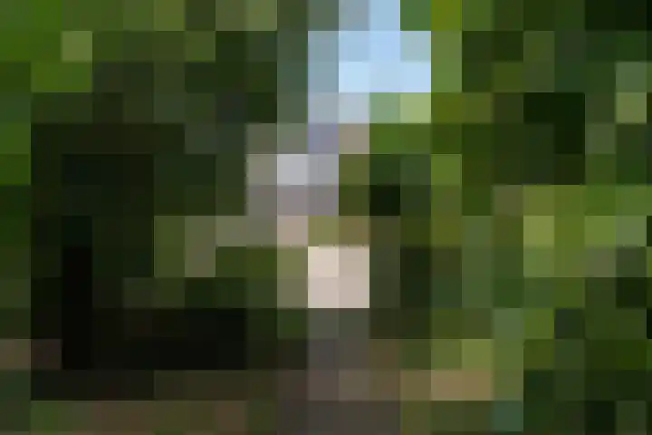 Finne 77 Hallum thumbnail 29