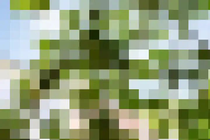 Finne 77 Hallum thumbnail 35