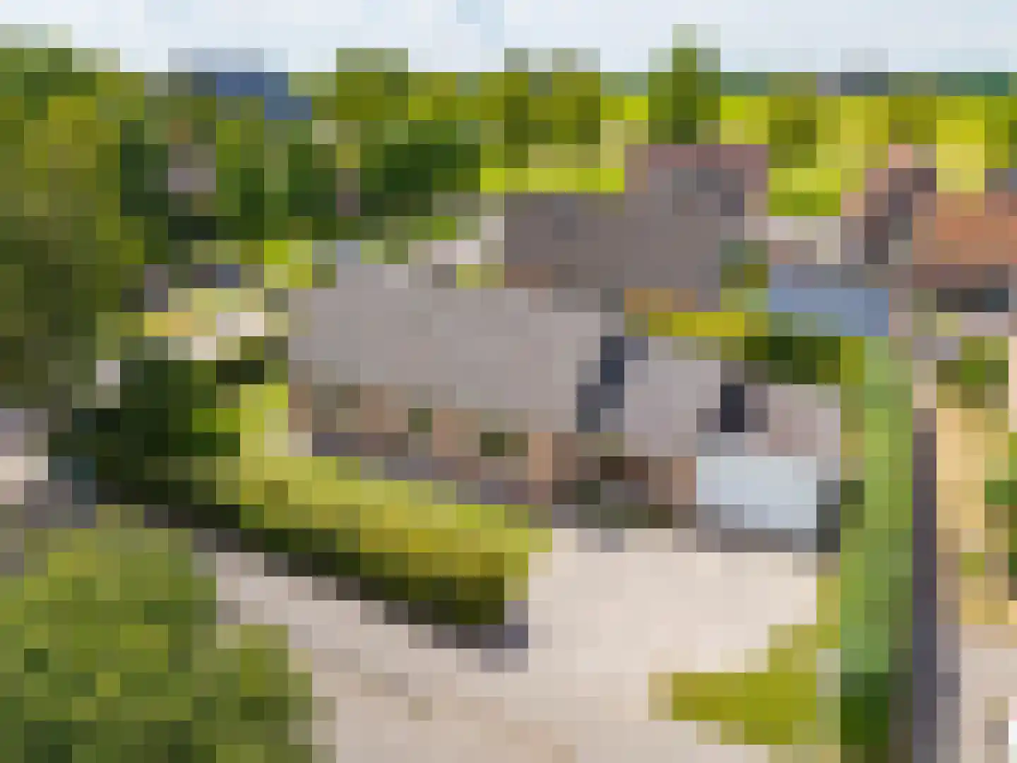 Finnepaed 6 Hijum thumbnail 5