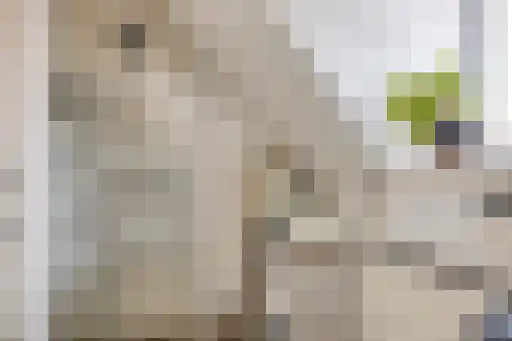 Finsestraat 20 Kraggenburg thumbnail 25