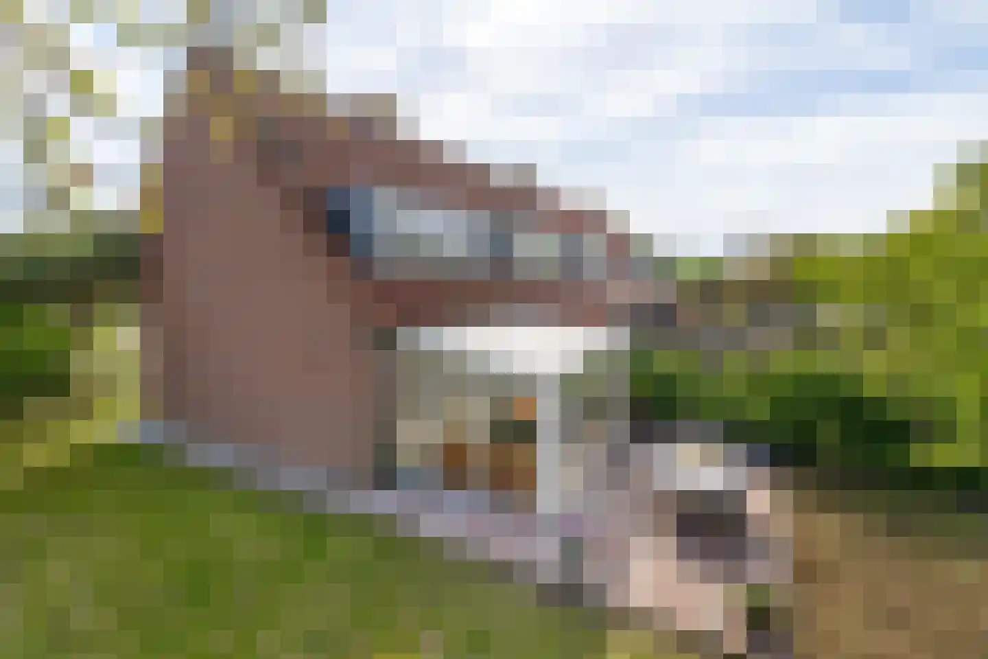 Fint 20 Hellevoetsluis thumbnail 42