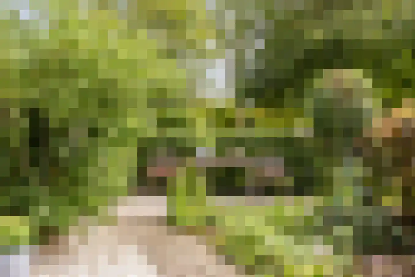 Fioringras 29 Leeuwarden thumbnail 32